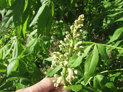 Aesculus glabra arguta