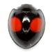 Cactus Lady Beetle - Photo (c) Mike Quinn, Austin, TX, some rights reserved (CC BY-NC), uploaded by Mike Quinn, Austin, TX