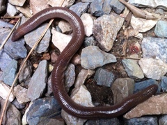 Amphisbaena darwinii