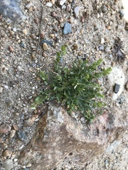 Lepidium strictum