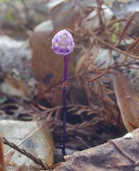 Chatmoss (Apteria aphylla)