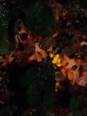 Axinella verrucosa