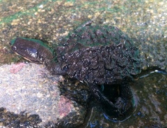 Hydromedusa tectifera