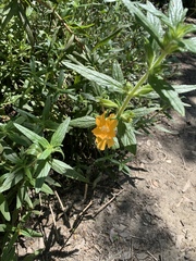 Diplacus longiflorus