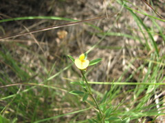 Stylosanthes biflora