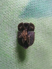 Tarphius monstrosus