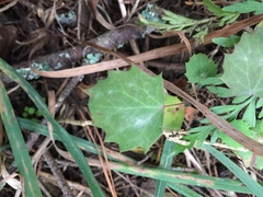 Berberis glaucocarpa