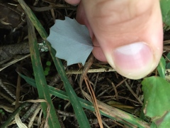Berberis glaucocarpa