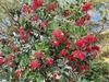 Toyon - Photo (c) Jiovanny Celis, some rights reserved (CC BY-NC), uploaded by Jiovanny Celis