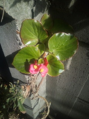 Begonia semperflorens-cultorum