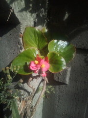 Begonia semperflorens-cultorum