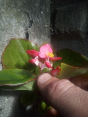 Begonia semperflorens-cultorum