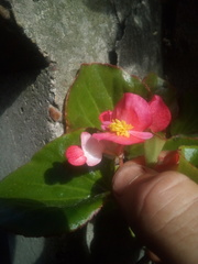 Begonia semperflorens-cultorum