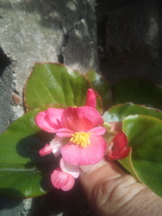 Begonia semperflorens-cultorum