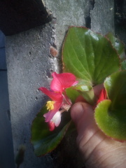 Begonia semperflorens-cultorum
