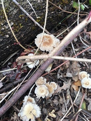 Candolleomyces candolleanus