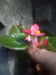 Begonia semperflorens-cultorum