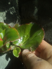 Begonia semperflorens-cultorum