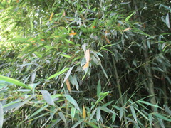 Phyllostachys bambusoides