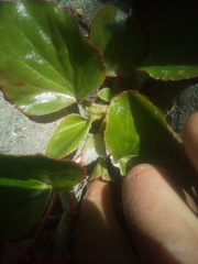 Begonia semperflorens-cultorum