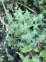 Galium californicum