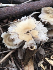 Candolleomyces candolleanus