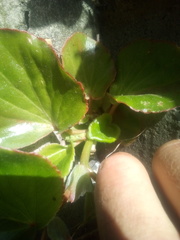Begonia semperflorens-cultorum