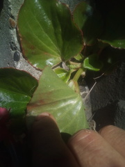 Begonia semperflorens-cultorum