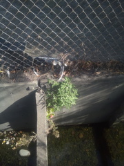 Begonia semperflorens-cultorum