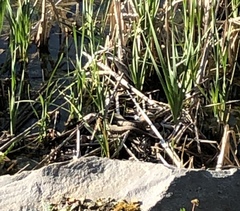 Nerodia sipedon sipedon