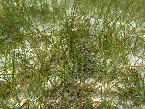 Halodule pinifolia