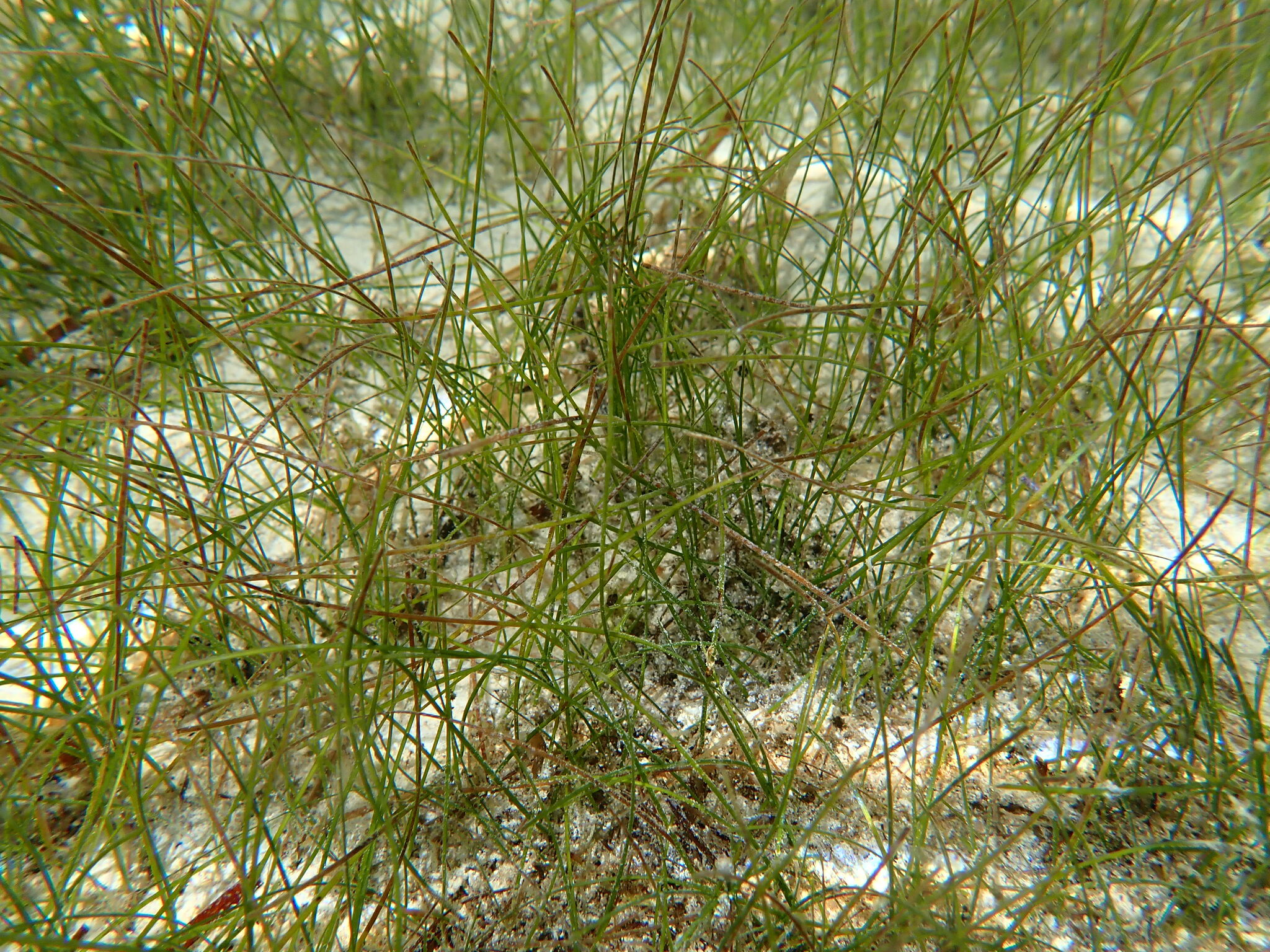 Halodule pinifolia