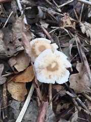 Candolleomyces candolleanus