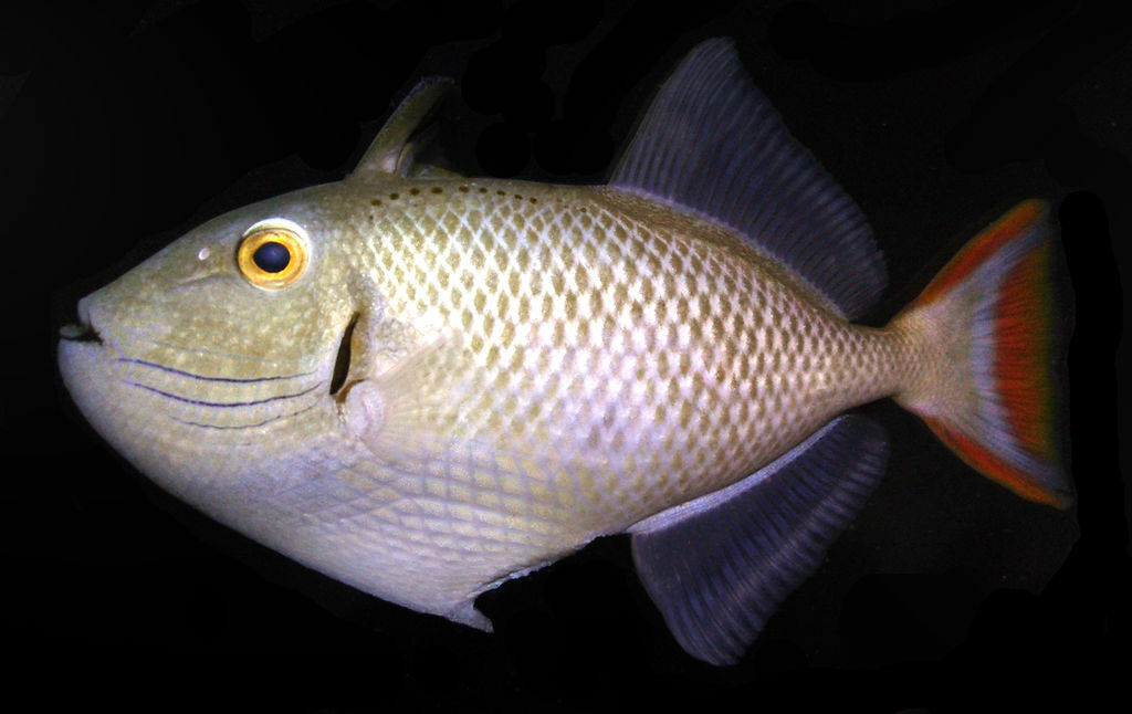 Trigger Fish Varieties 40 Types of Triggerfish: Species Guide