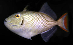 Greene's Triggerfish photo 1