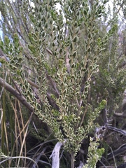Mortonia scabrella
