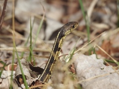 Thamnophis sirtalis semifasciatus