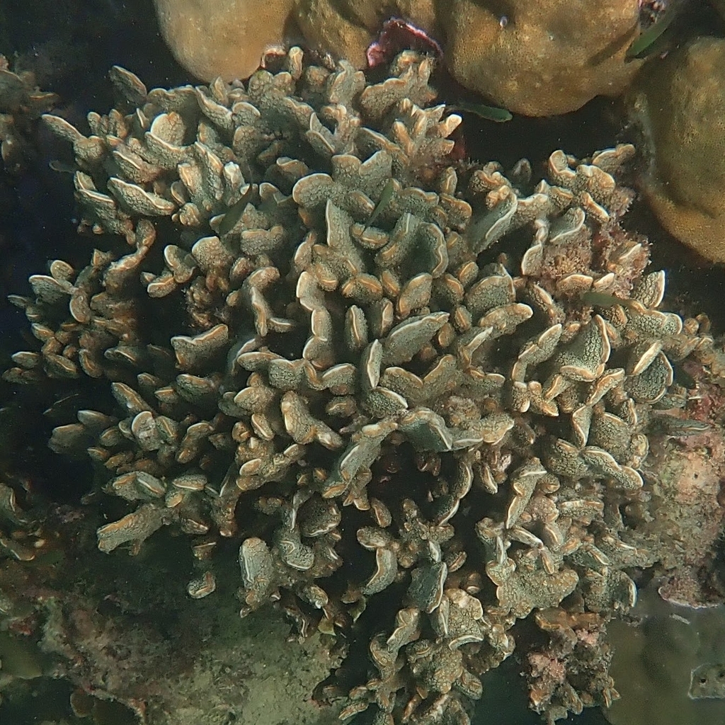 Cactus Coral