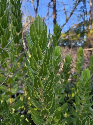 Image of Arctostaphylos virgata by (c) Marco Iboshi, some rights reserved (CC BY)