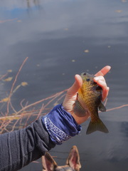 Lepomis macrochirus macrochirus