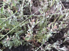 Gamochaeta stagnalis