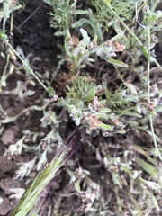 Gamochaeta stagnalis