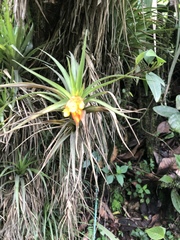 Guzmania angustifolia