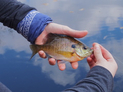 Lepomis macrochirus macrochirus