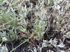 Gamochaeta stagnalis