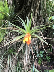 Guzmania angustifolia