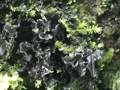 Collema subflaccidum