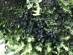 Collema subflaccidum