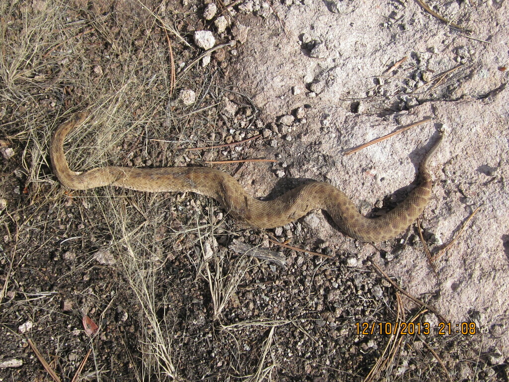 Ridge-nosed Rattlesnake from Bocoyna, Chih., México on December 10 ...