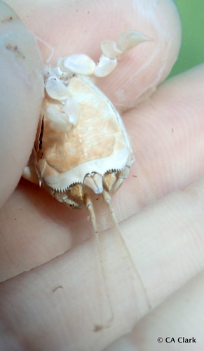 Albunea speciosa, 2023-12-06